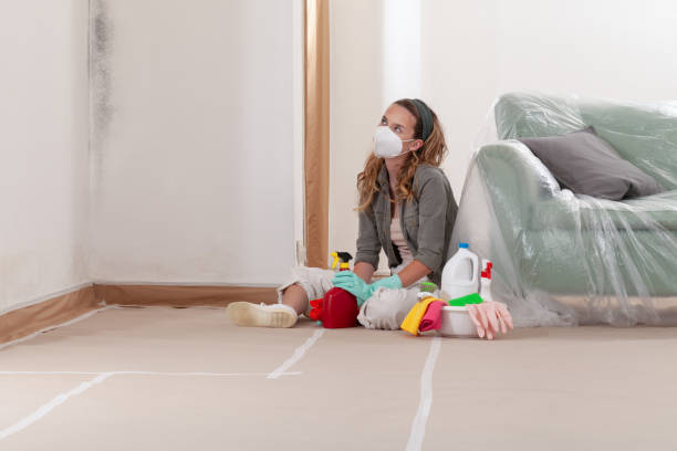 Reliable Mold Remediation contractor in Saint Paul, MN by Cheap Mold Removal